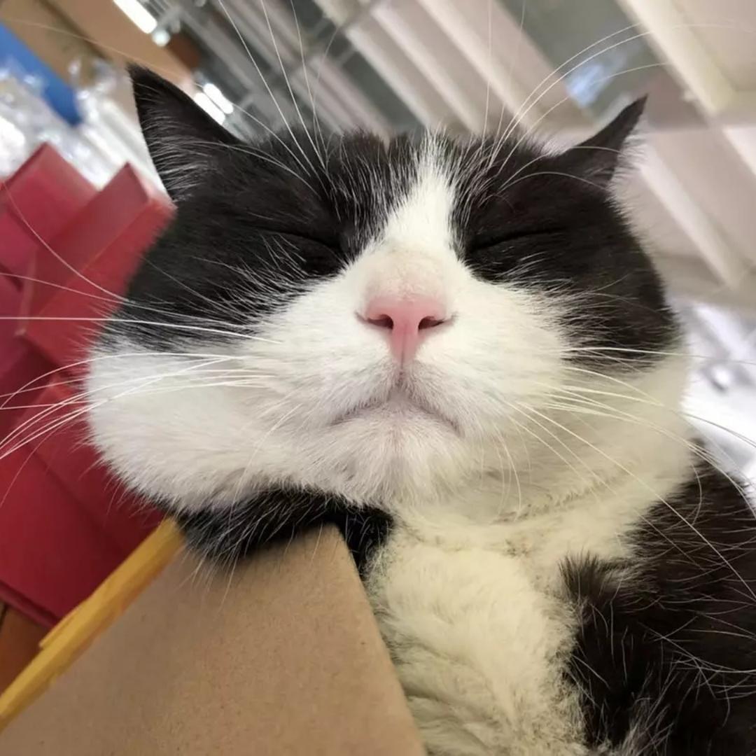没大猫