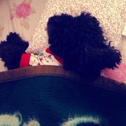 双鱼的向日葵人生