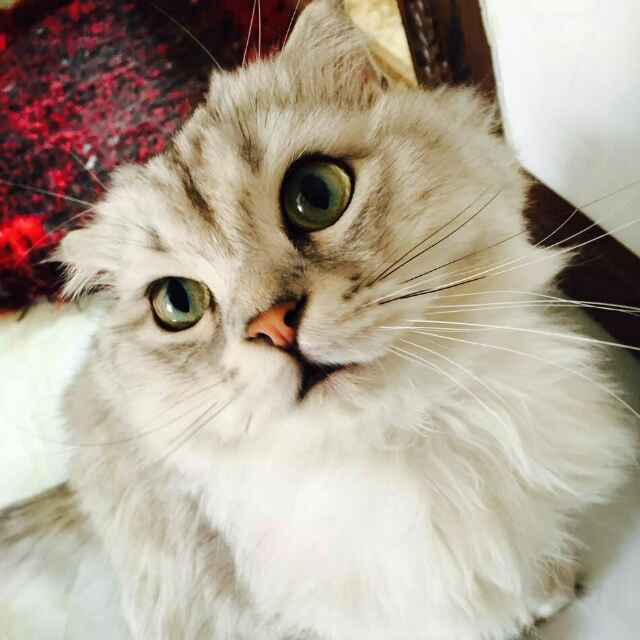 哦我的鬼神大人