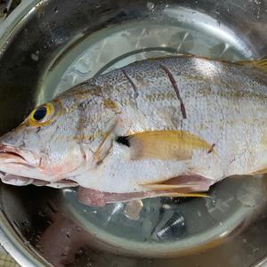 家常川味干烧鱼，加了豆瓣酱的统统都是川味哈的做法 步骤1