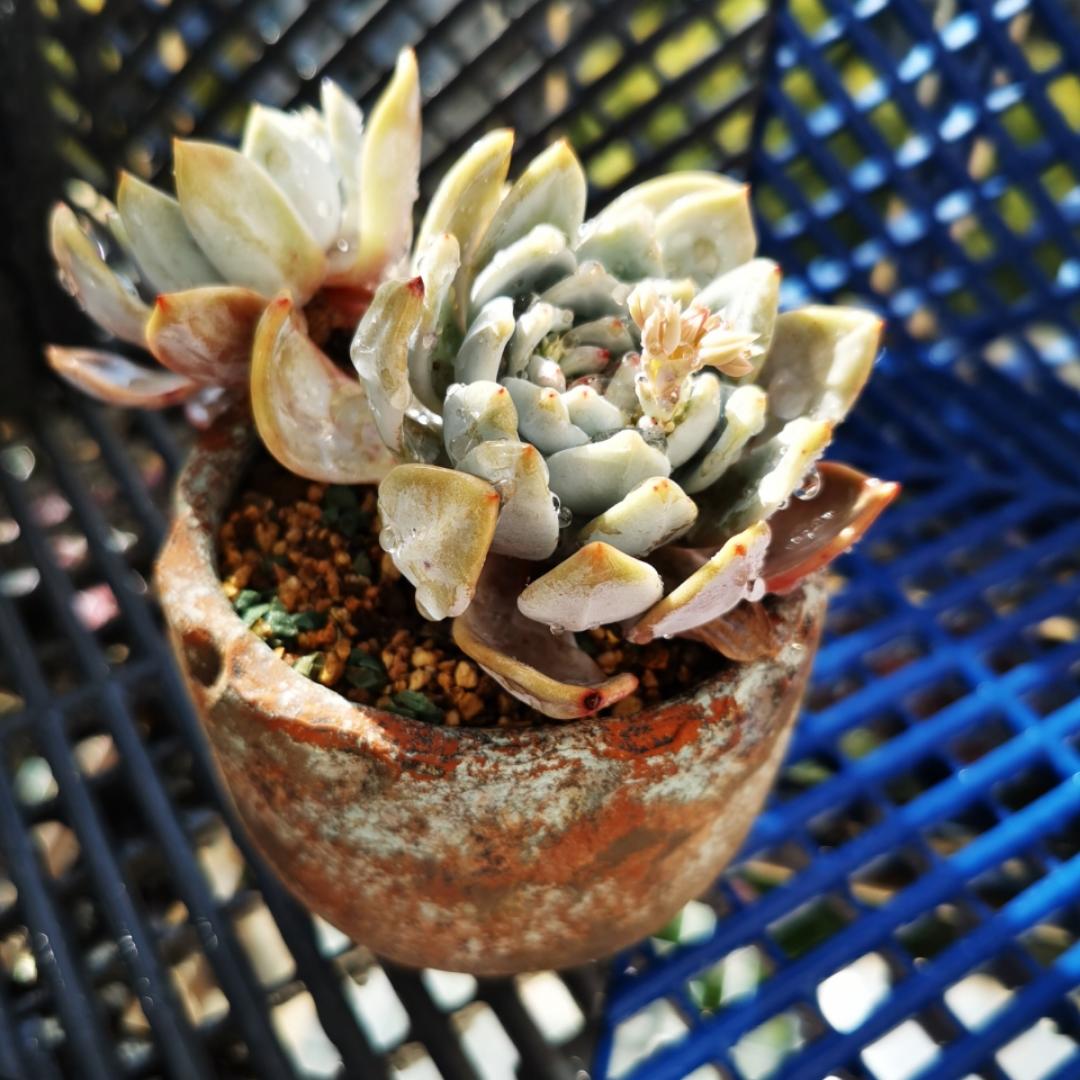 爱买买买的施太太