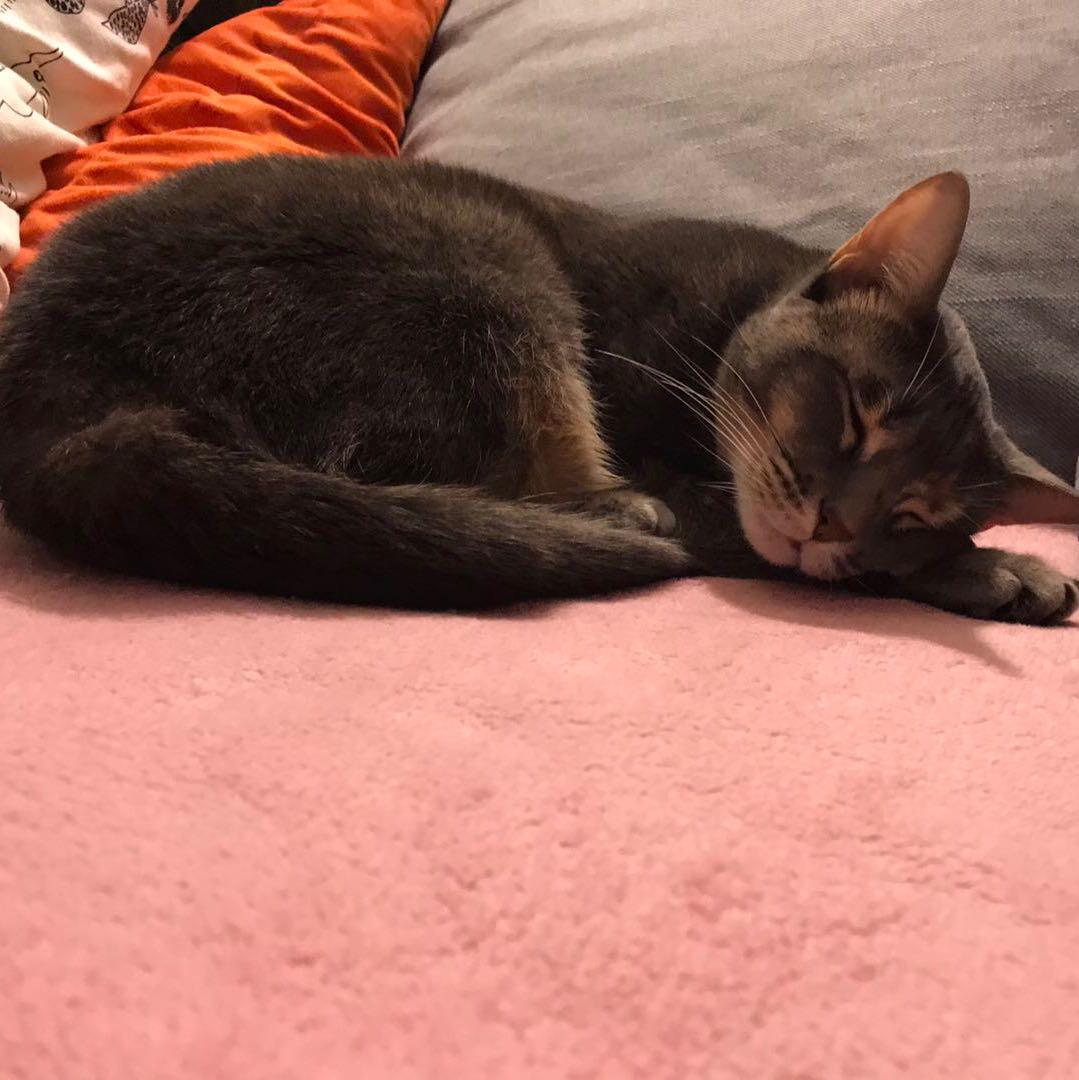 波波是个傻猫