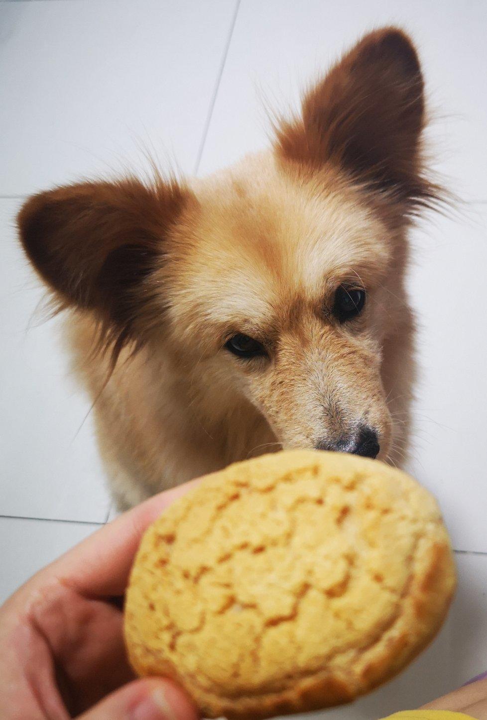 酥皮泡芙-西树泡芙100%成功的配方