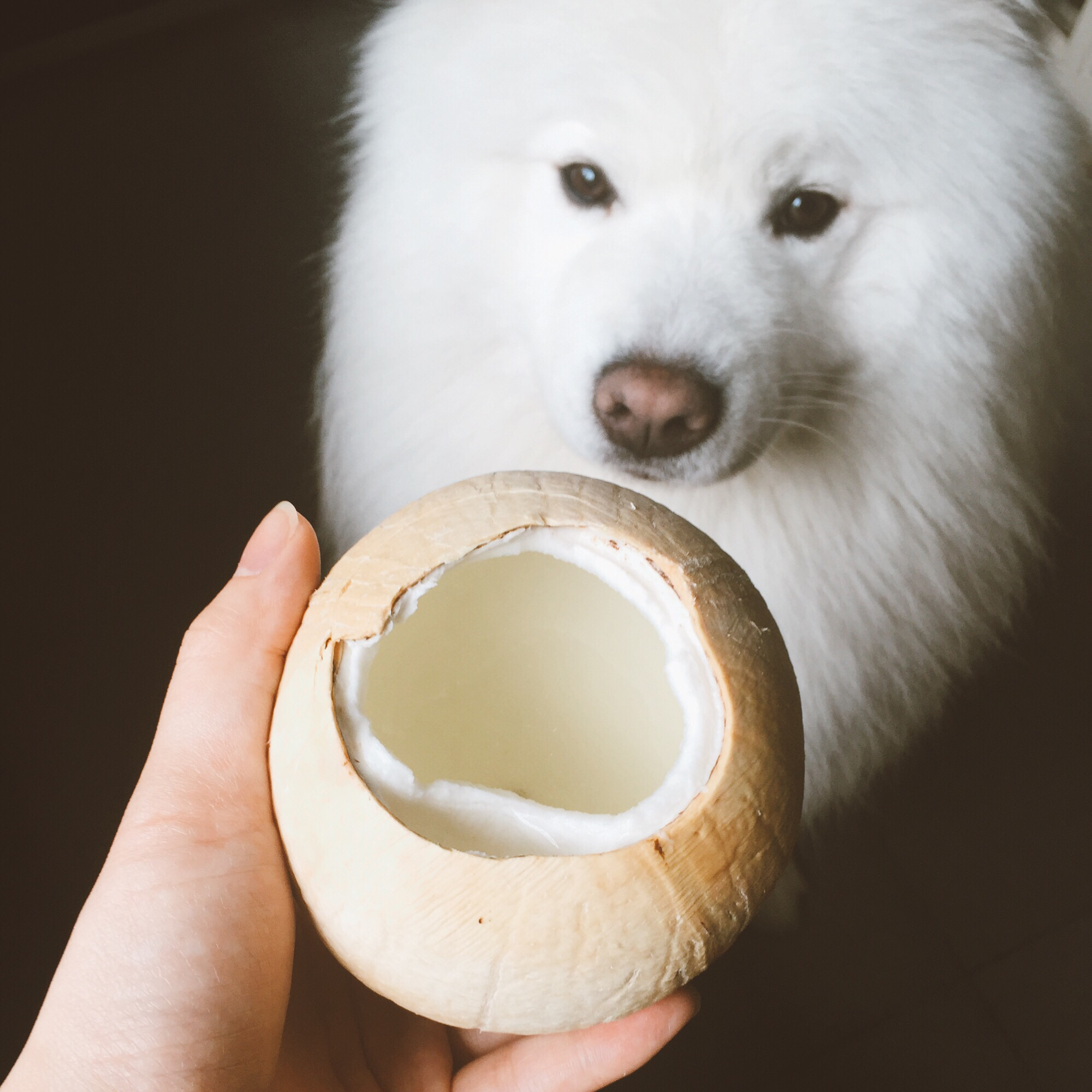 简单容易快捷的开椰法（椰皇）