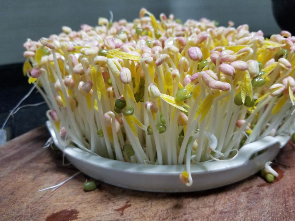 绿豆芽---一年四季的田园菜（缘）