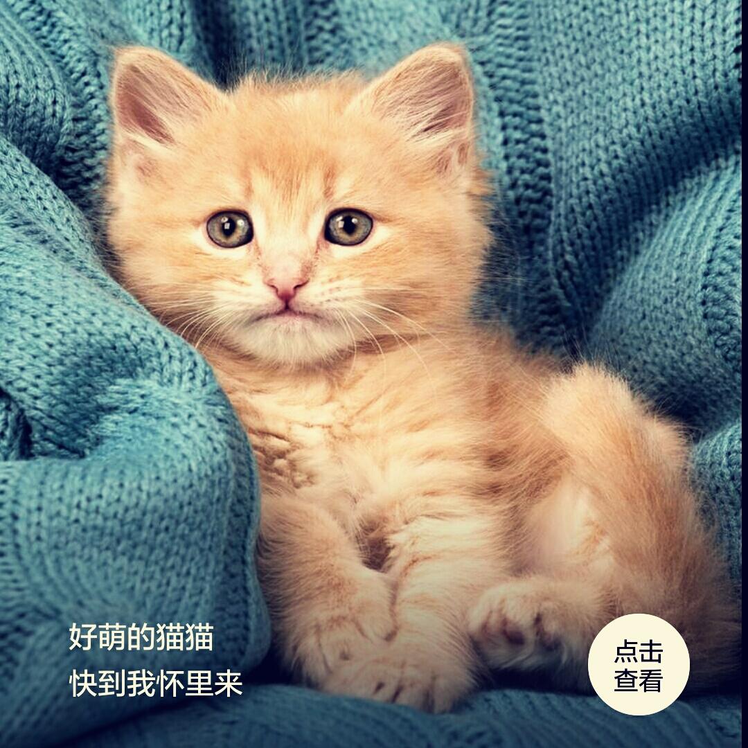 崽崽爱咪咪