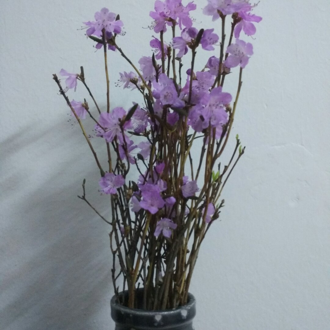 搬一座花园回家