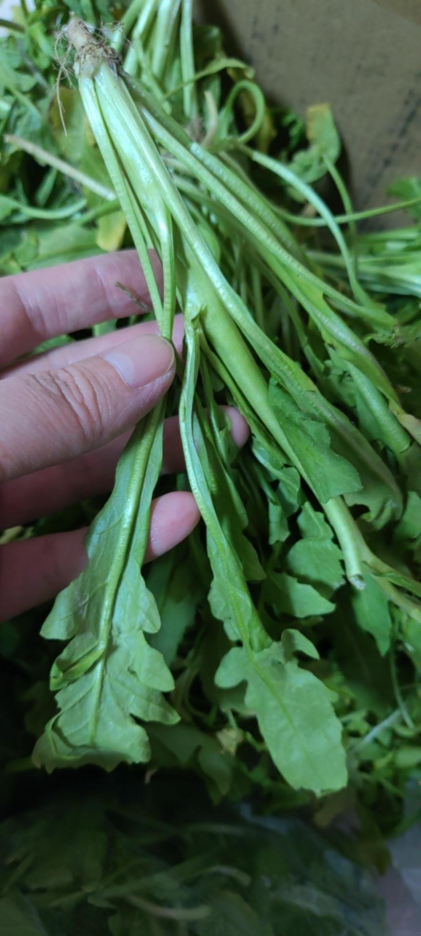 荠菜鲜肉饺子