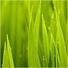 菲_zf35