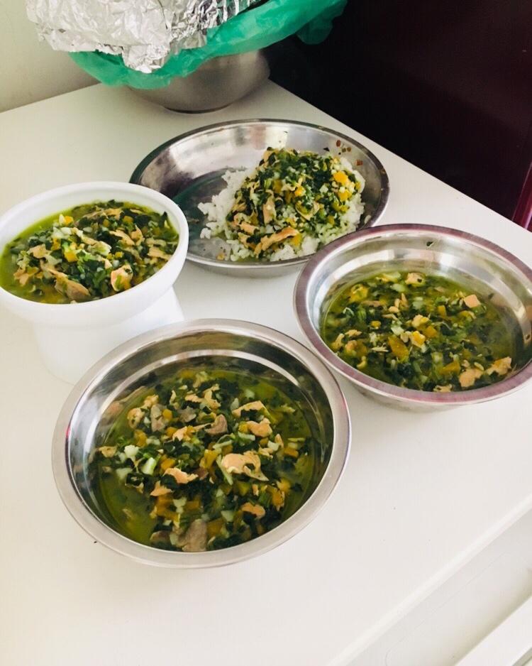 狗狗鲜食——色彩的密码