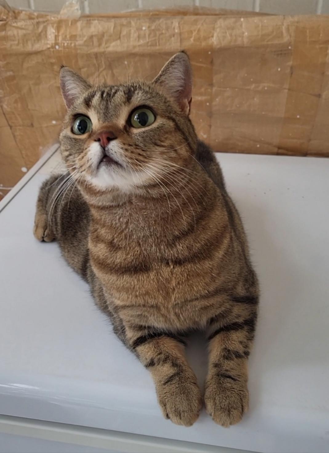 爱吃百香果的一只羊