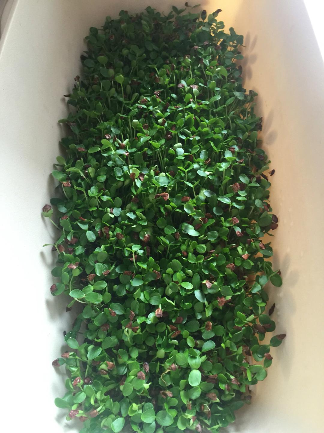 阳台种菜自家培育香椿苗