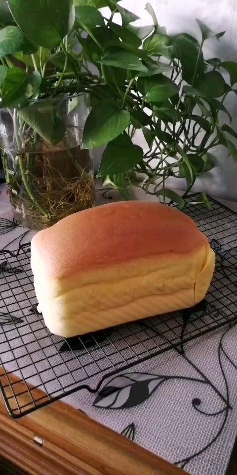 抖臀软嫩古早蛋糕🍰