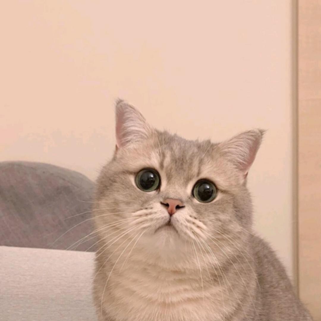 偶是一只猫