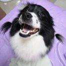 狗头贝贝的姐姐