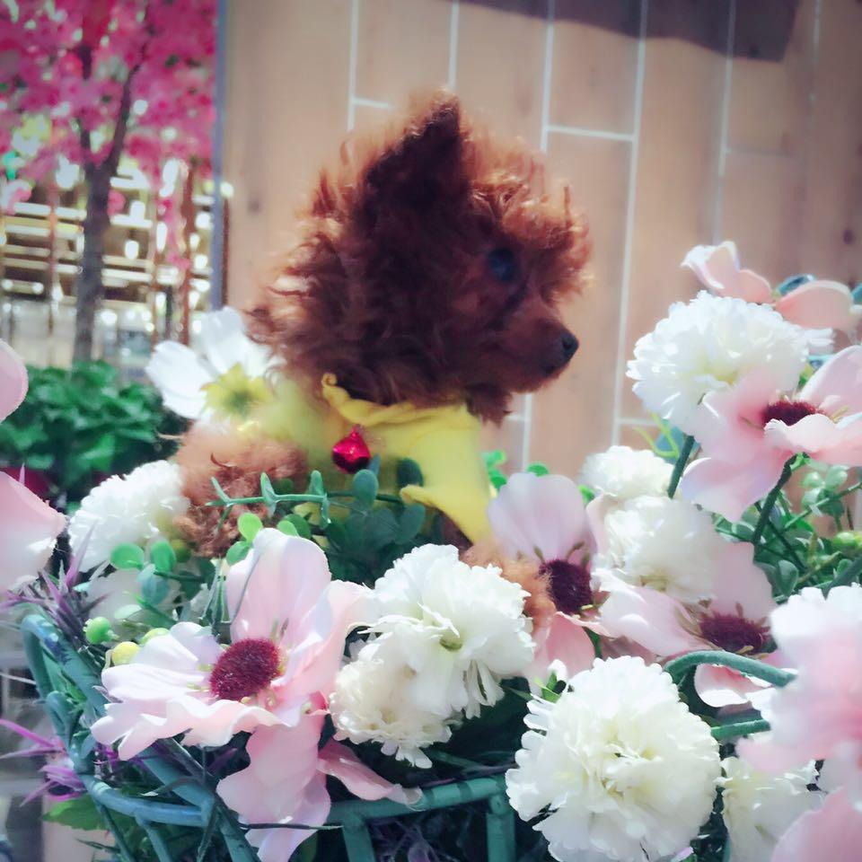 不爱吃菜的小仙女