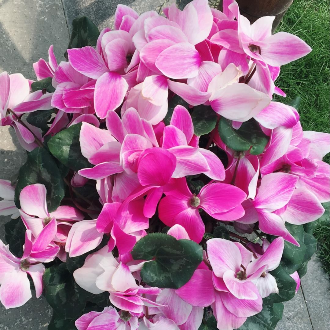 开开心心麻麻ov