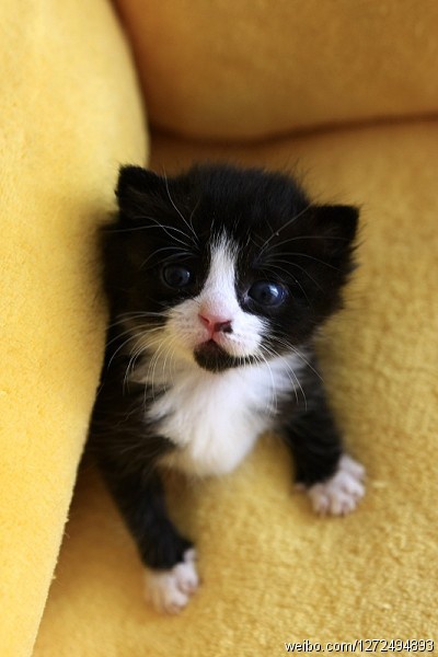 爪爪猫