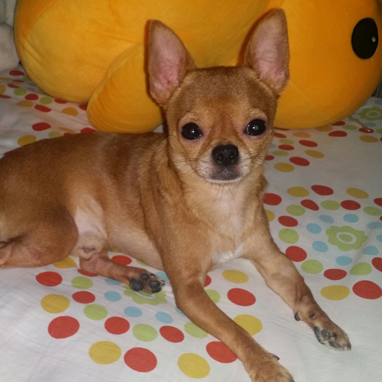 叼爷小萌萌的点点滴滴