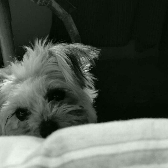 lamber