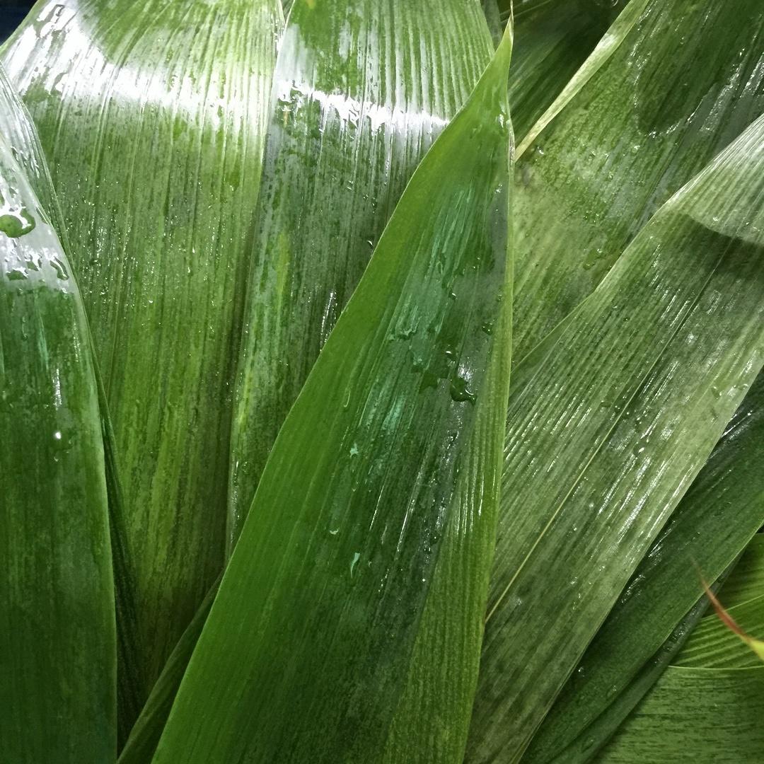 教你一招如何收藏粽叶的做法