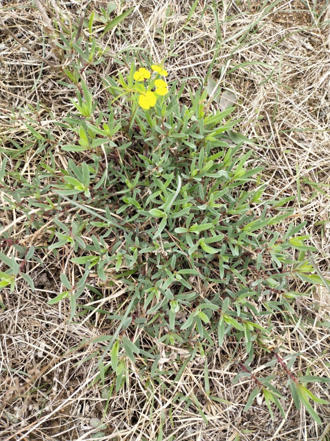 堂妈教你山菜鲜肉大包子