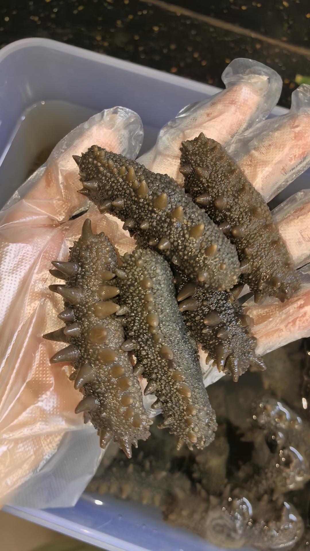 海参泡发/辽参/猪婆参