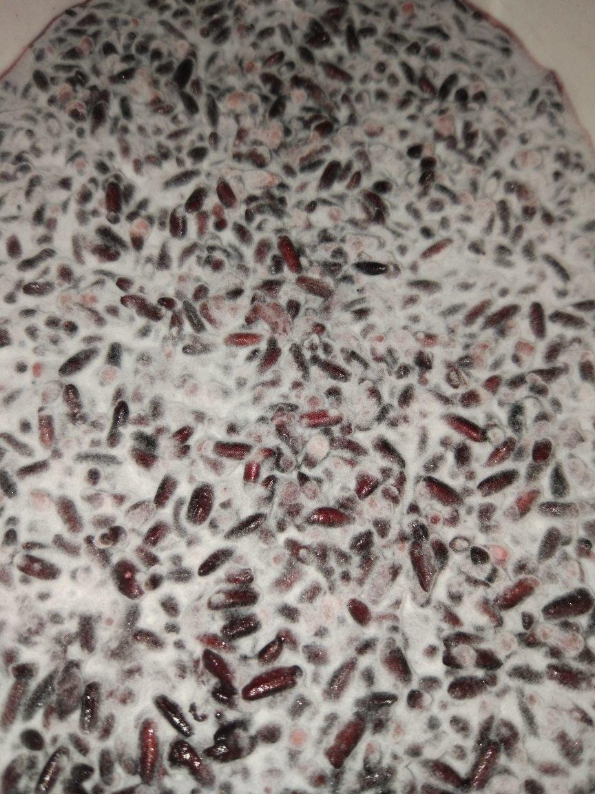 6分钟自制米酒【省事米酒最简易的打开方式】ヽ(•̀ω•́ )ゝ自制酒糟.醪糟.酒酿