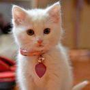 手机用户4774_dcbo