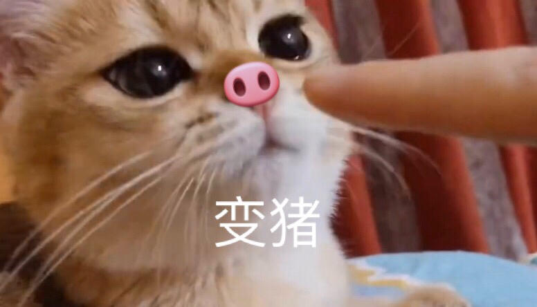 豆酱酱