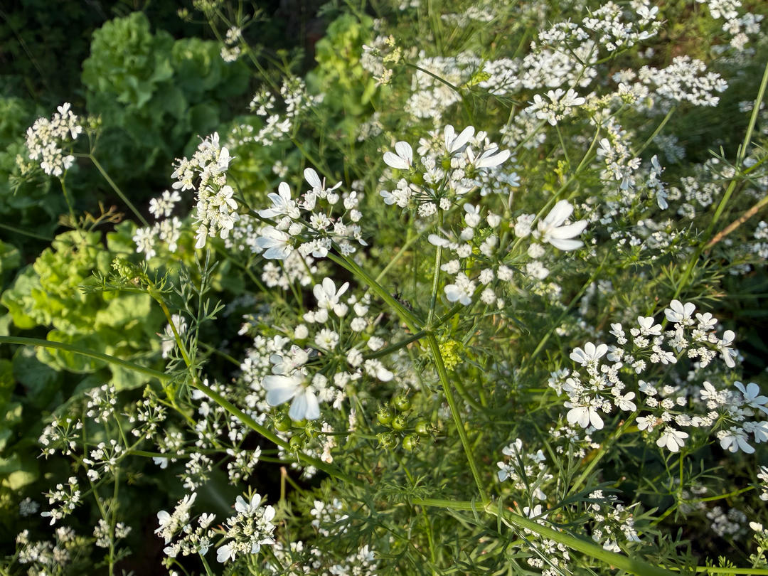 妈家院子里的菜