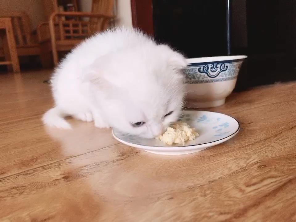 自制幼猫猫饭