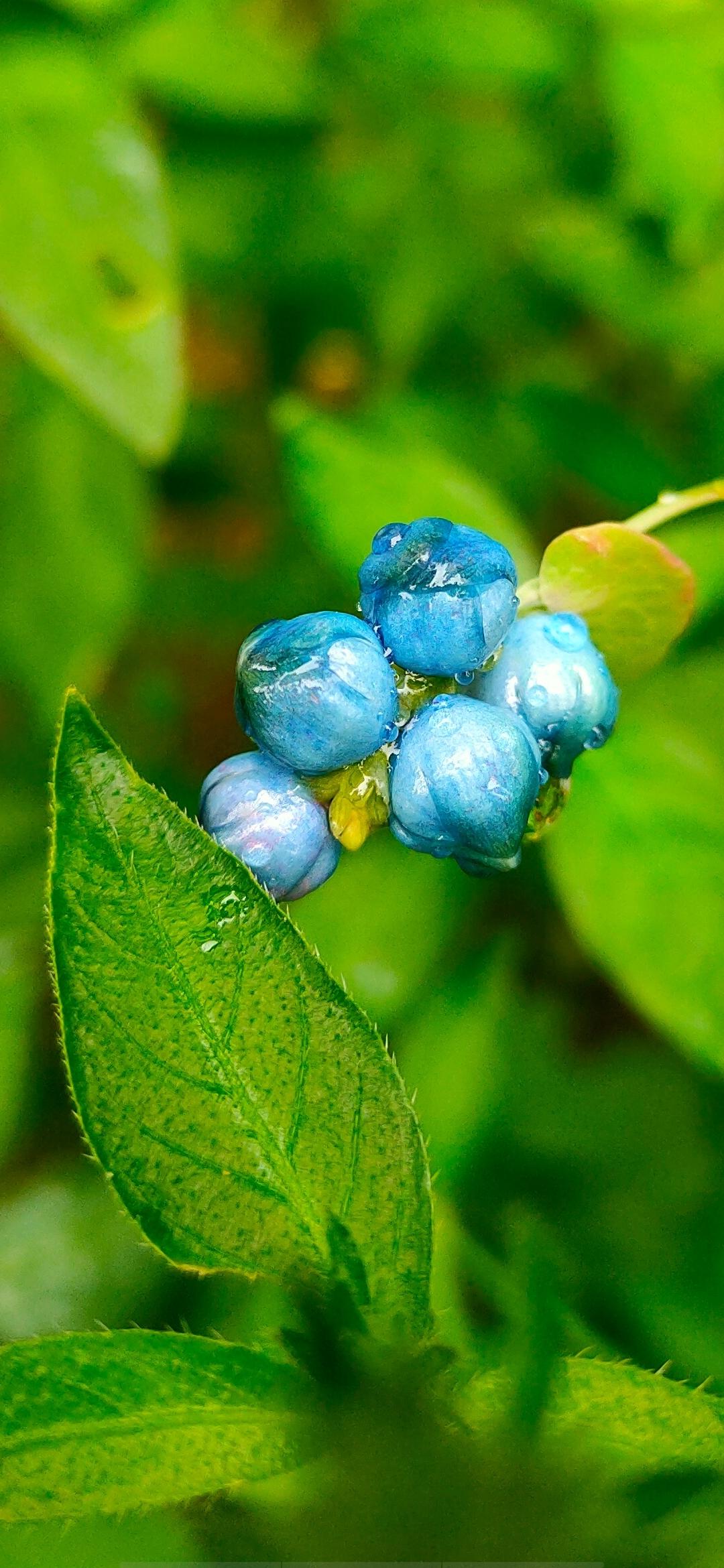 雨后蘑菇