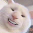 猪猪侠_1fzx