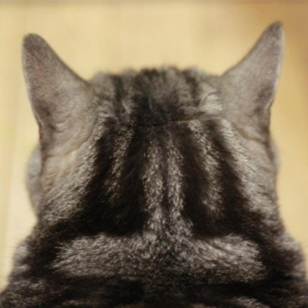 好好吃饭的无毛猪