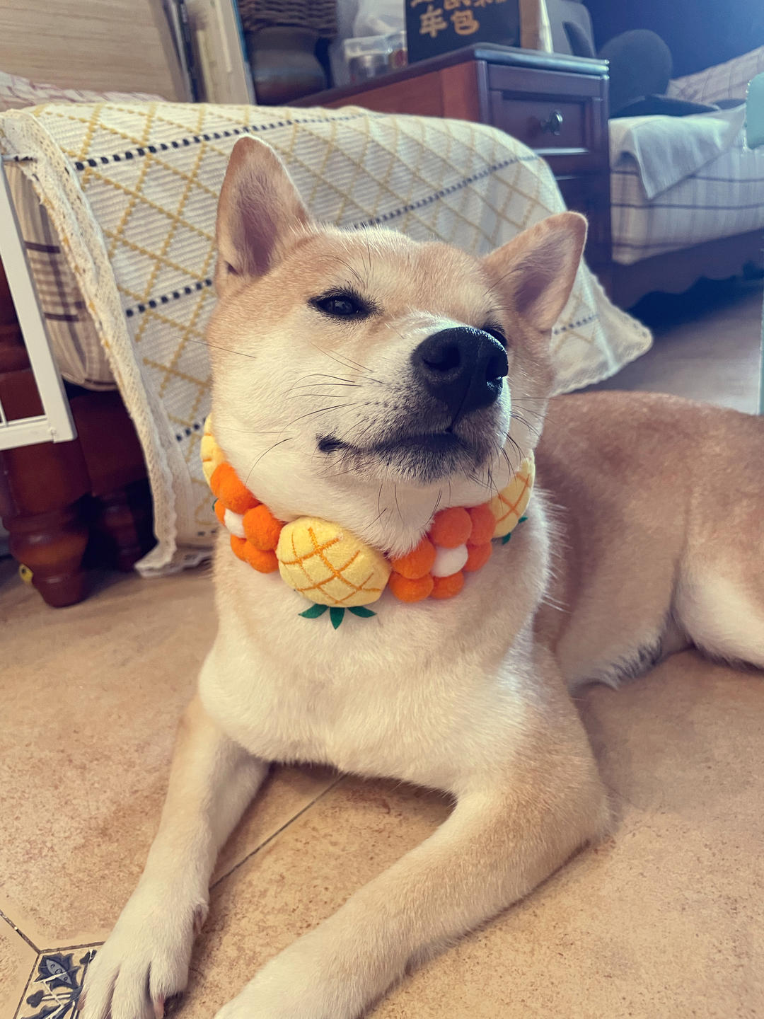 柴犬牛牛