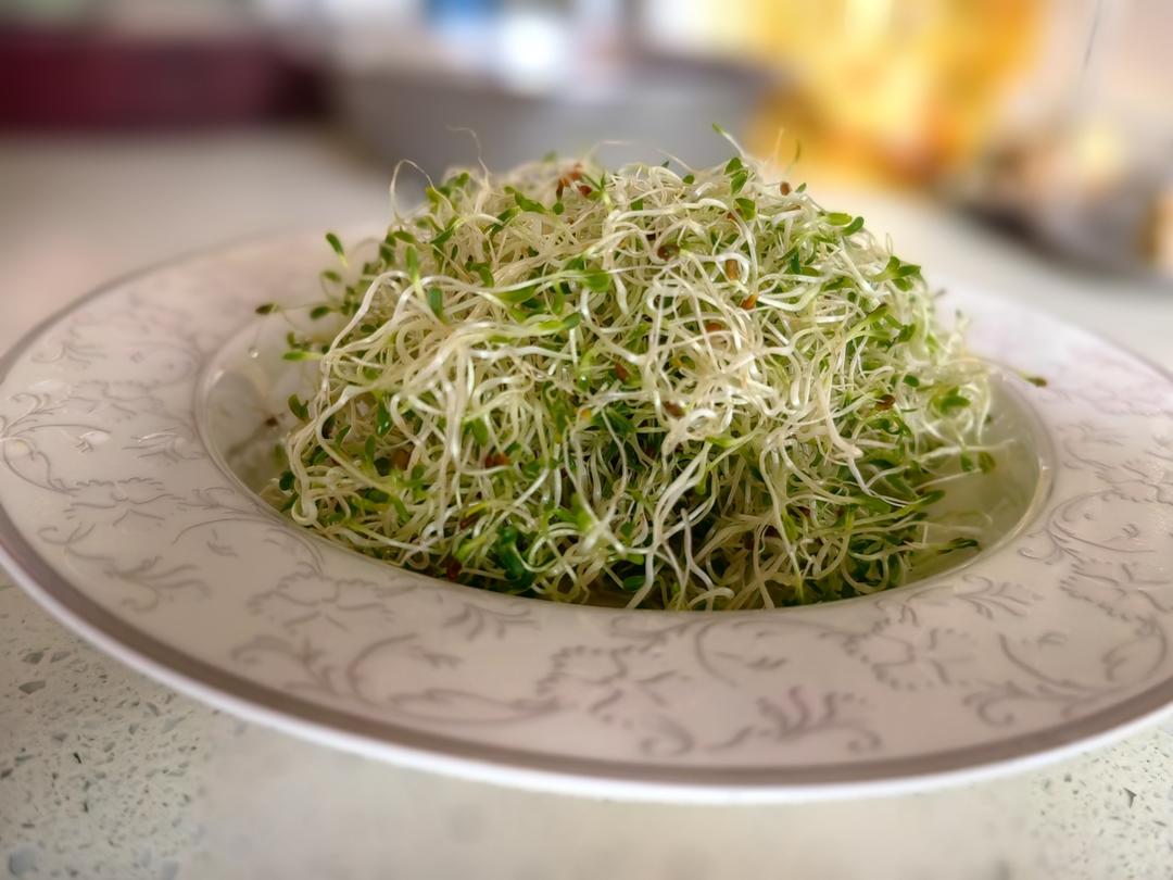 凉拌自发西兰花芽苗