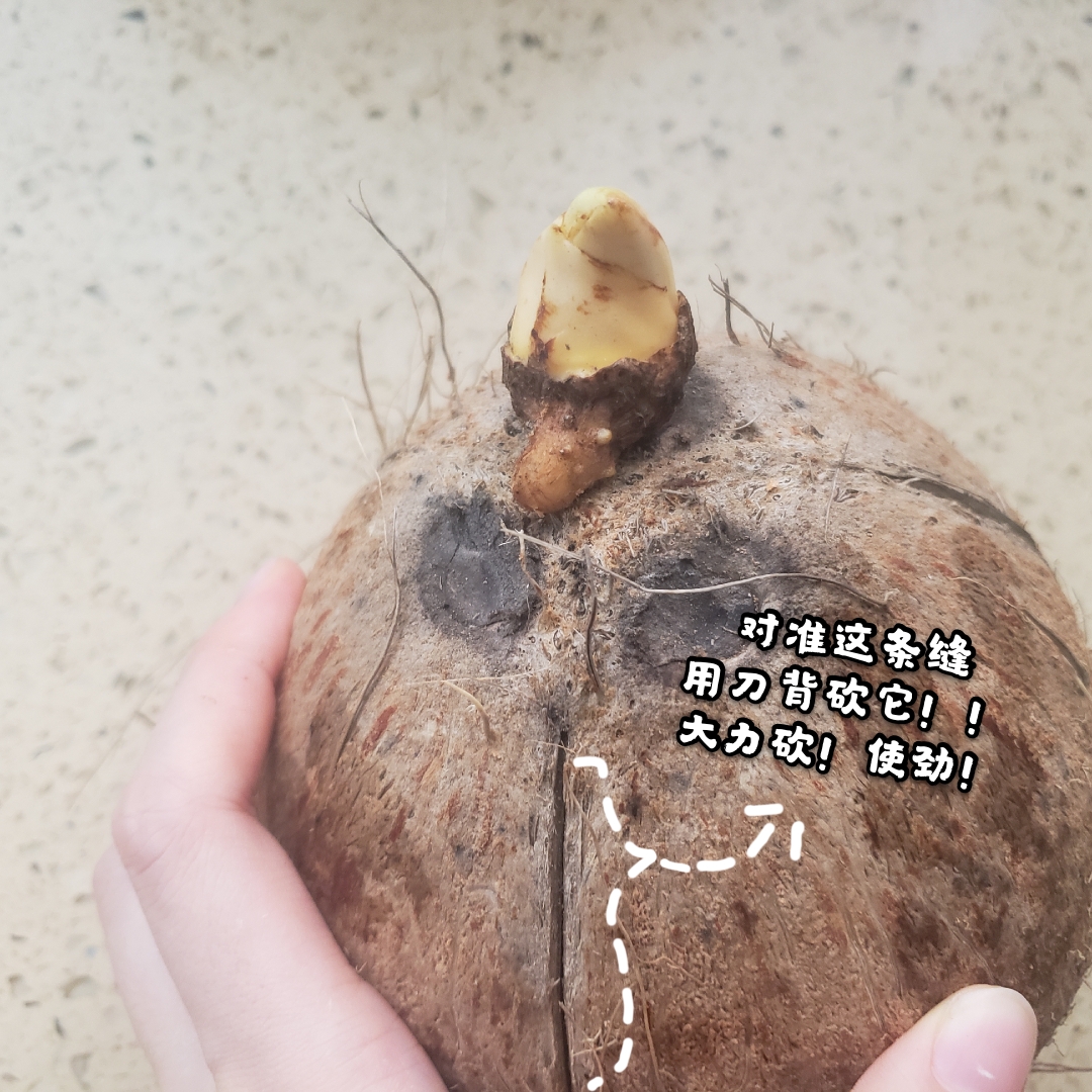轻松get√椰子鸡🥘| 教🔪老椰，椰青+㊙️蘸料的做法 步骤2
