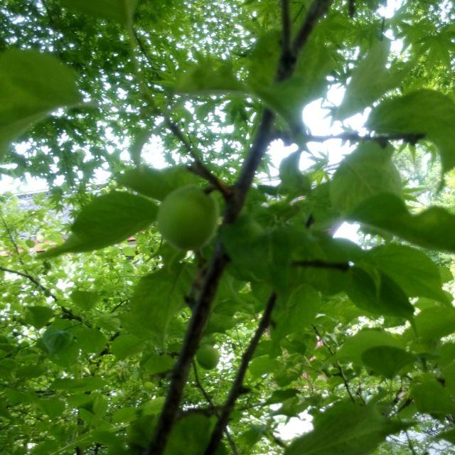 烟雨菊香的厨房