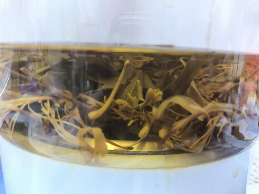 春季下火茶-金银花茶