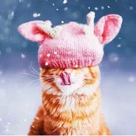 爱下厨房不爱做饭