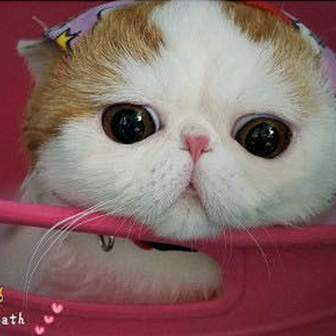 喵喵有条鱼尾巴