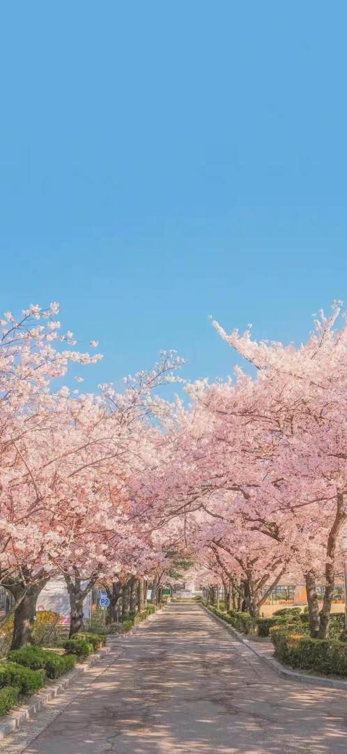 向日葵的太阳宝宝的厨房