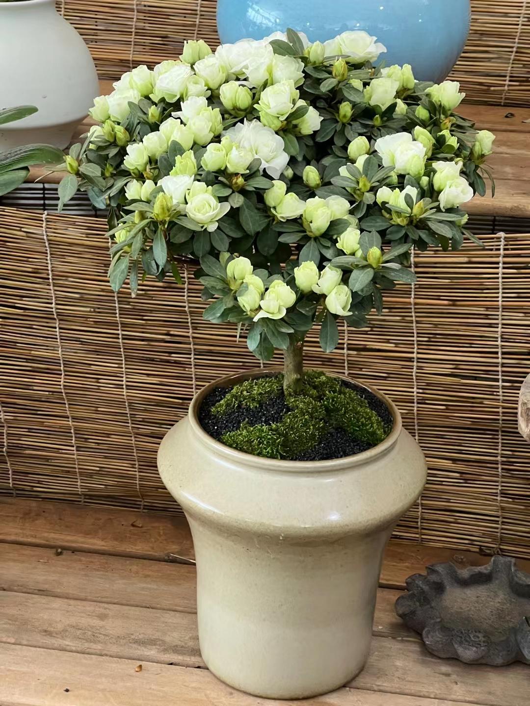 下厨房用户_tu89c