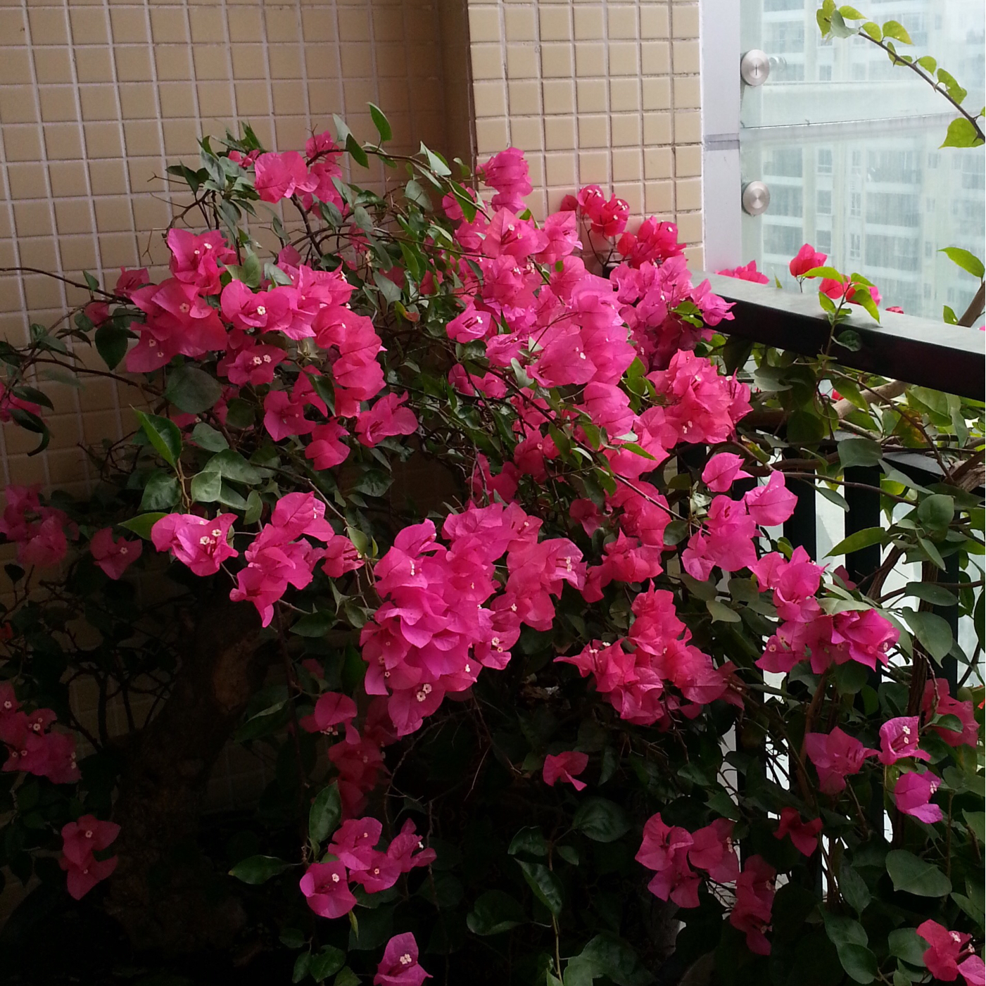 我们的厨房后花园