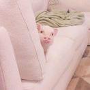 猪的生活啊