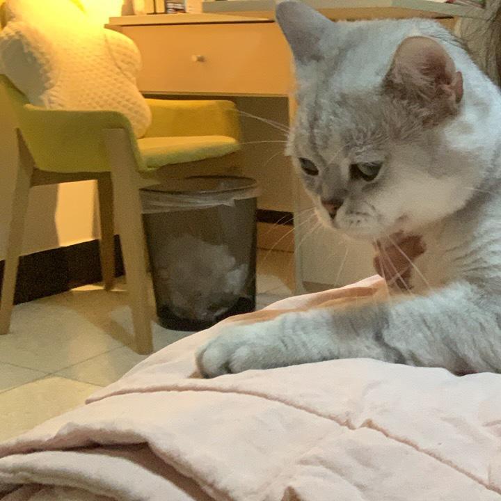 耿直的小兑