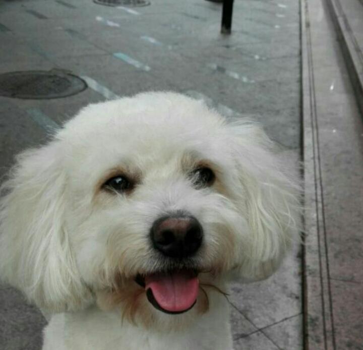 小猫麦麦