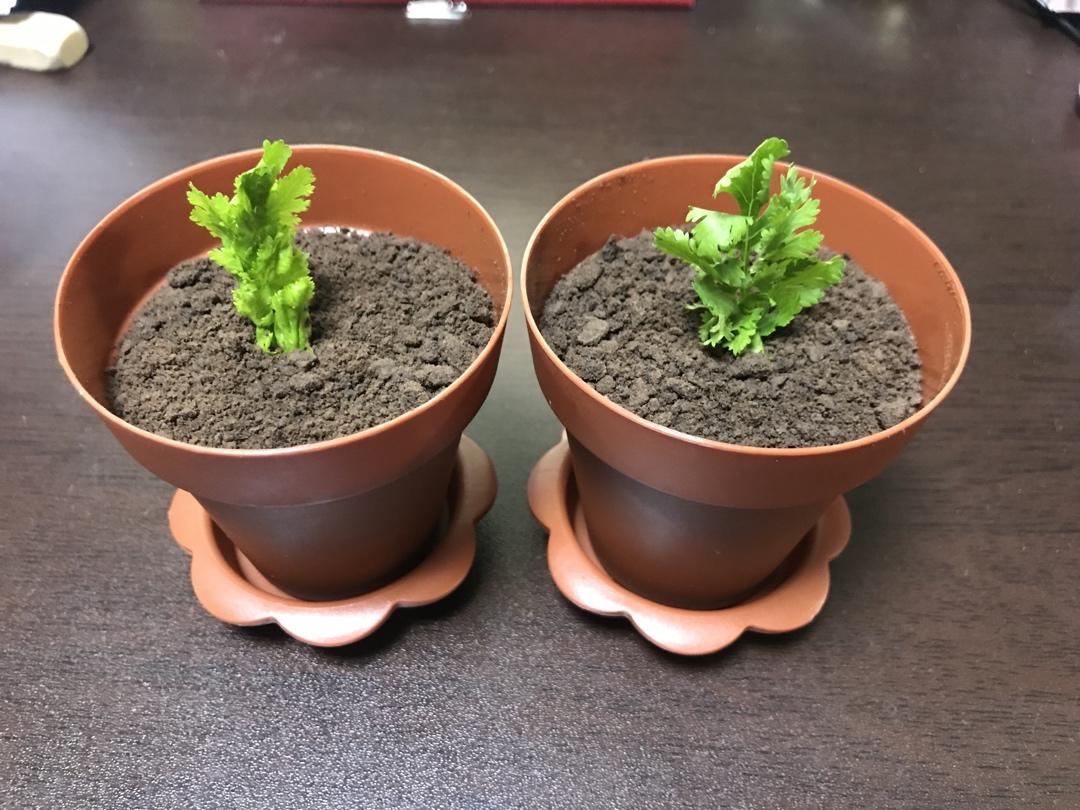 改良进阶二合一版盆栽木糠杯