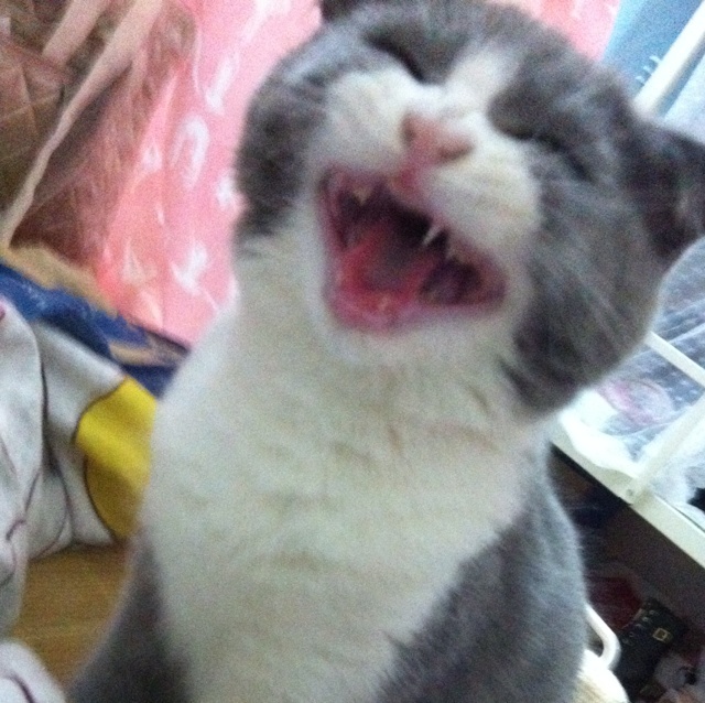 萌萌哒喵星人的做法